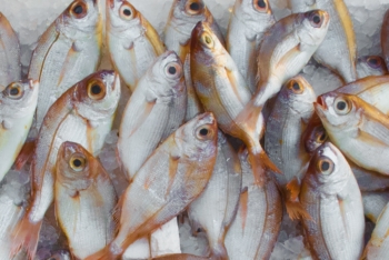 Fisheries Quota Competition Review