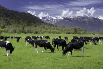 Review of Market Competition for Livestock Improvement Services, New Zealand