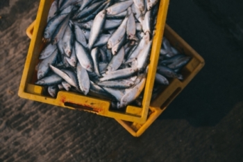 Seafood Industry Growth Strategy, New Zealand